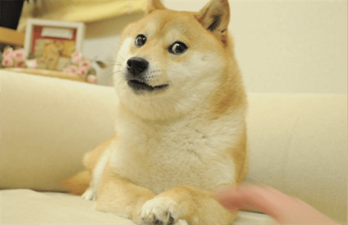 dog币最新官方真实消息 那些年我们